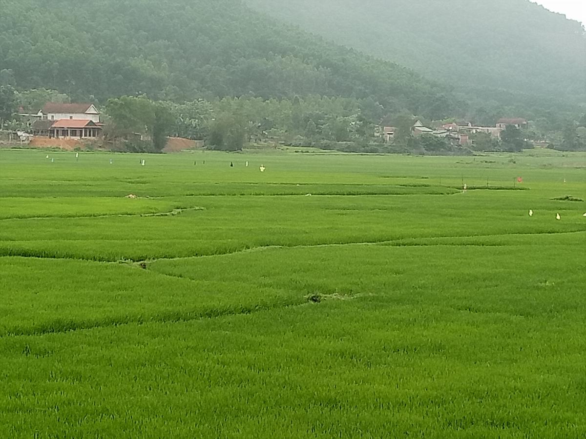 Phong Nha Rice Field Homestay Εξωτερικό φωτογραφία