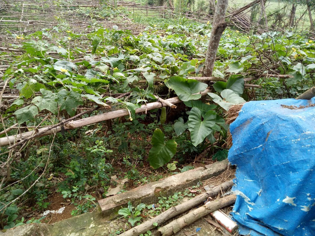 Phong Nha Rice Field Homestay Εξωτερικό φωτογραφία