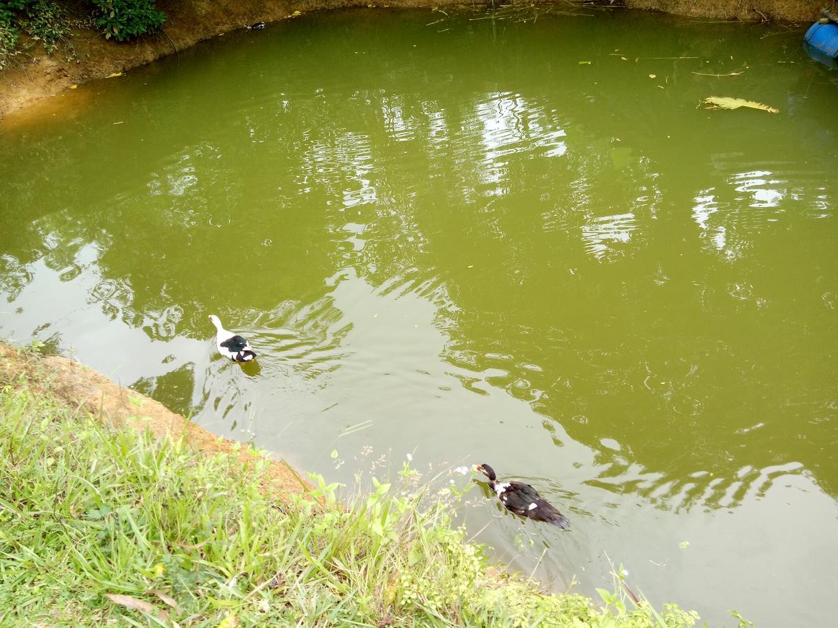 Phong Nha Rice Field Homestay Εξωτερικό φωτογραφία