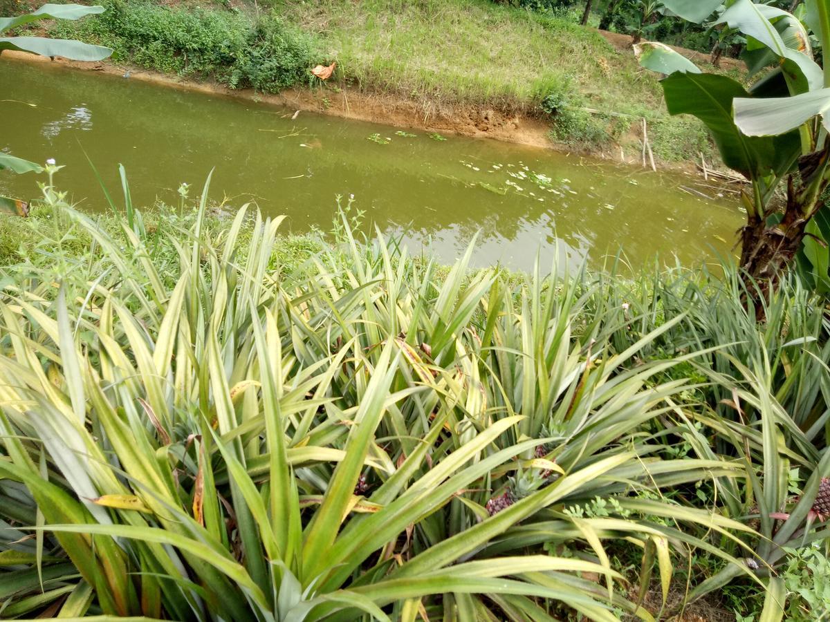 Phong Nha Rice Field Homestay Εξωτερικό φωτογραφία