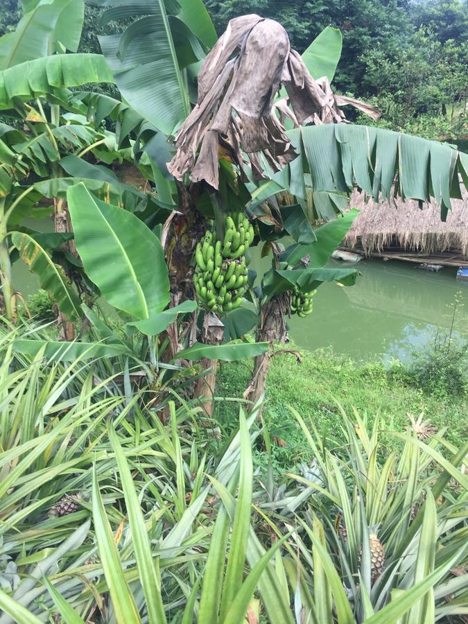 Phong Nha Rice Field Homestay Εξωτερικό φωτογραφία