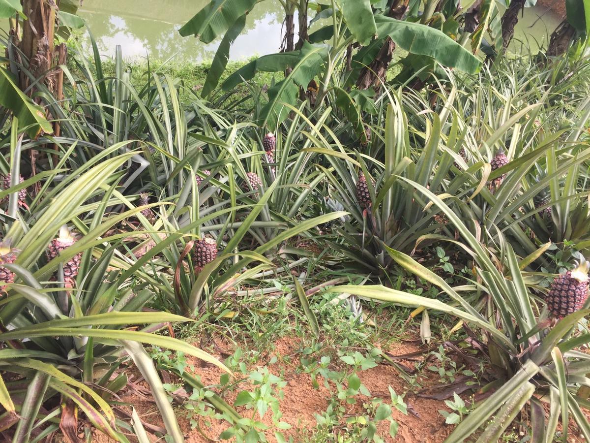 Phong Nha Rice Field Homestay Εξωτερικό φωτογραφία