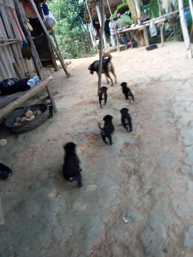 Phong Nha Rice Field Homestay Εξωτερικό φωτογραφία